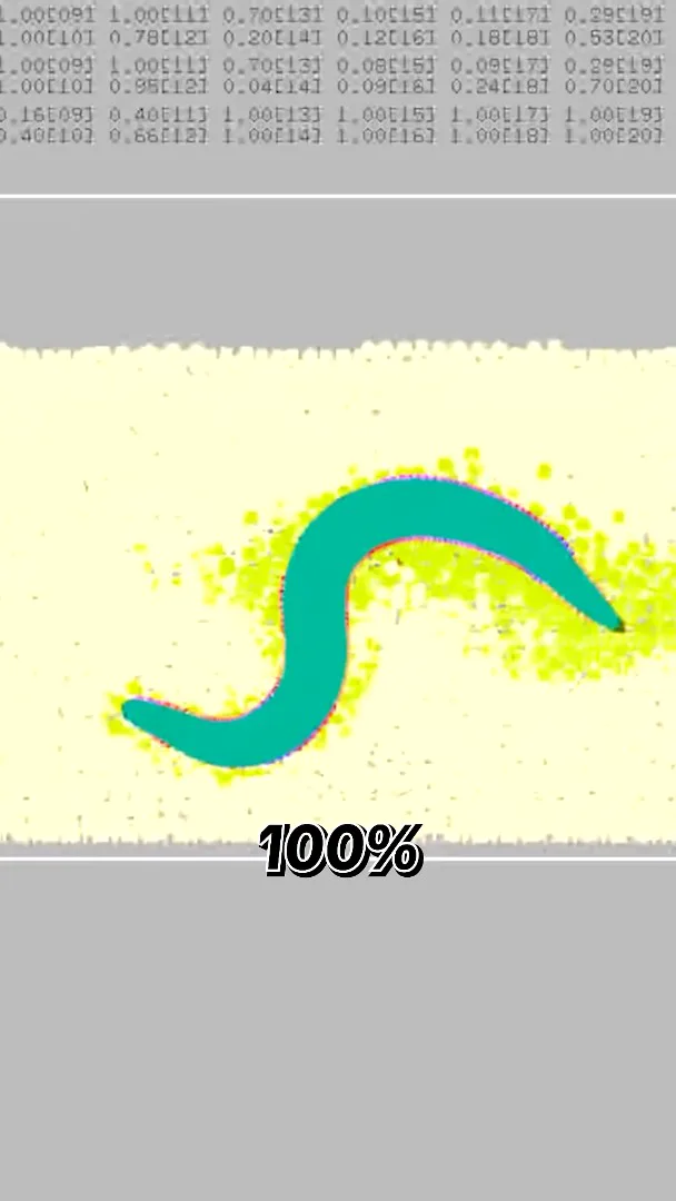 Visual model of a worm