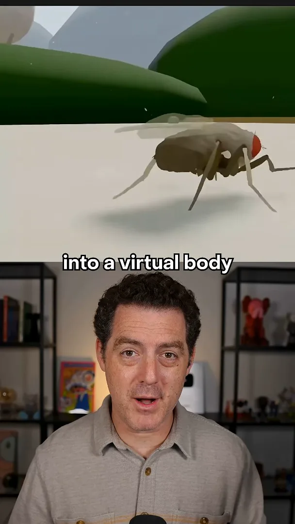 The simulated fly in a virtual environment