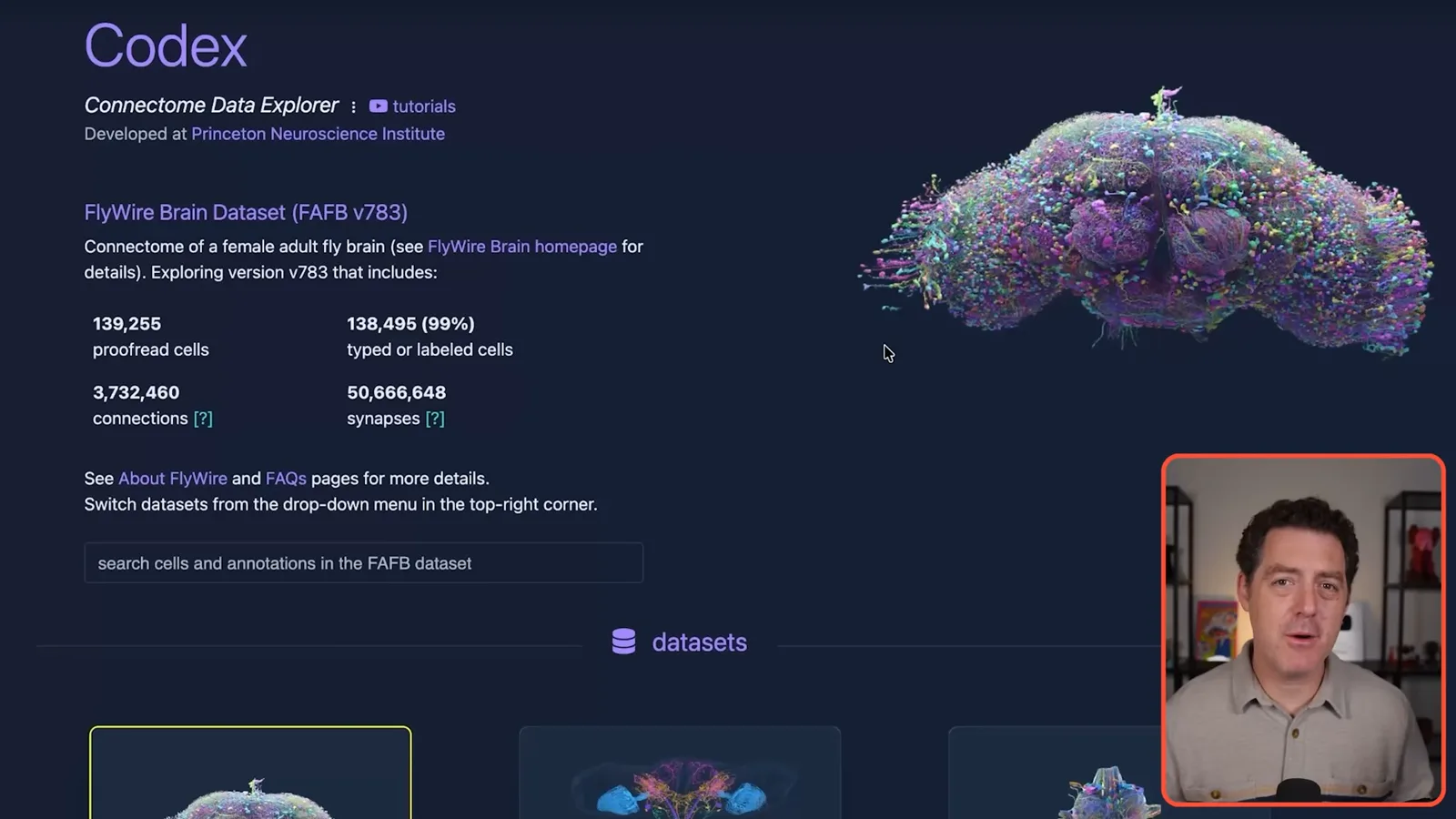 FlyWire connectome explorer