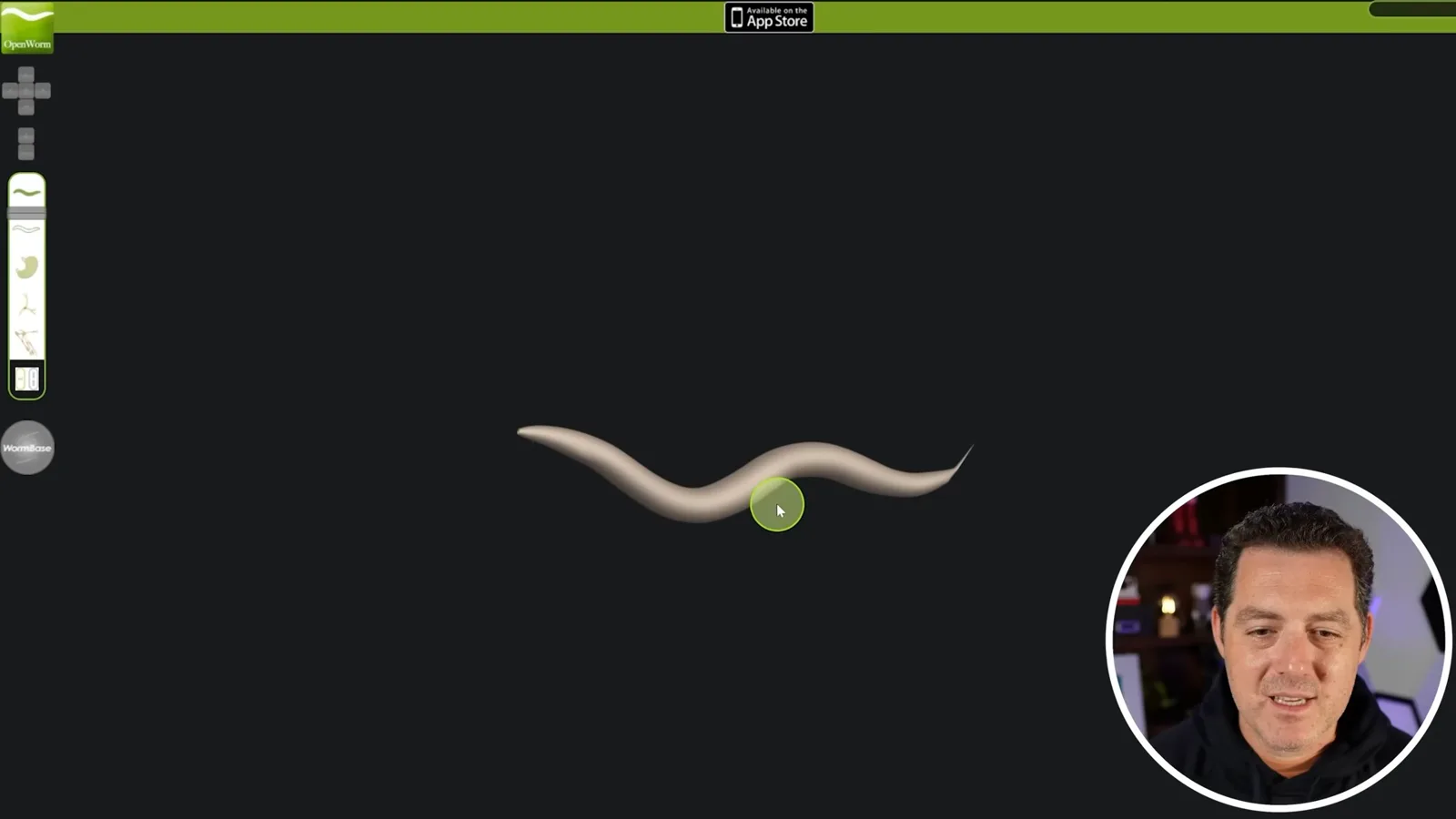 Worm Browser anatomy visualization